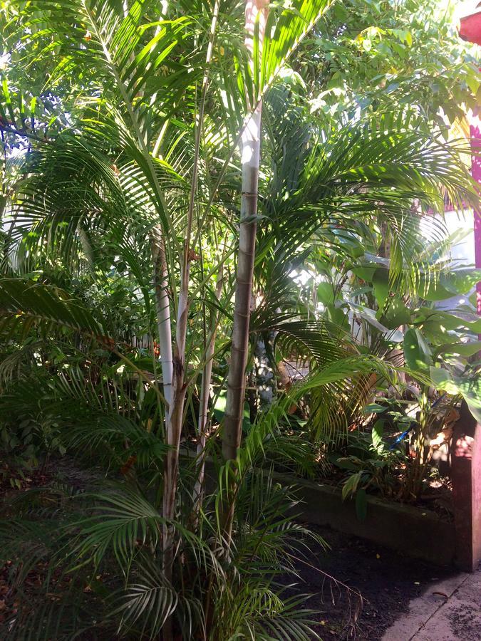 The Amazon Within Hostel อีกีโตส ภายนอก รูปภาพ